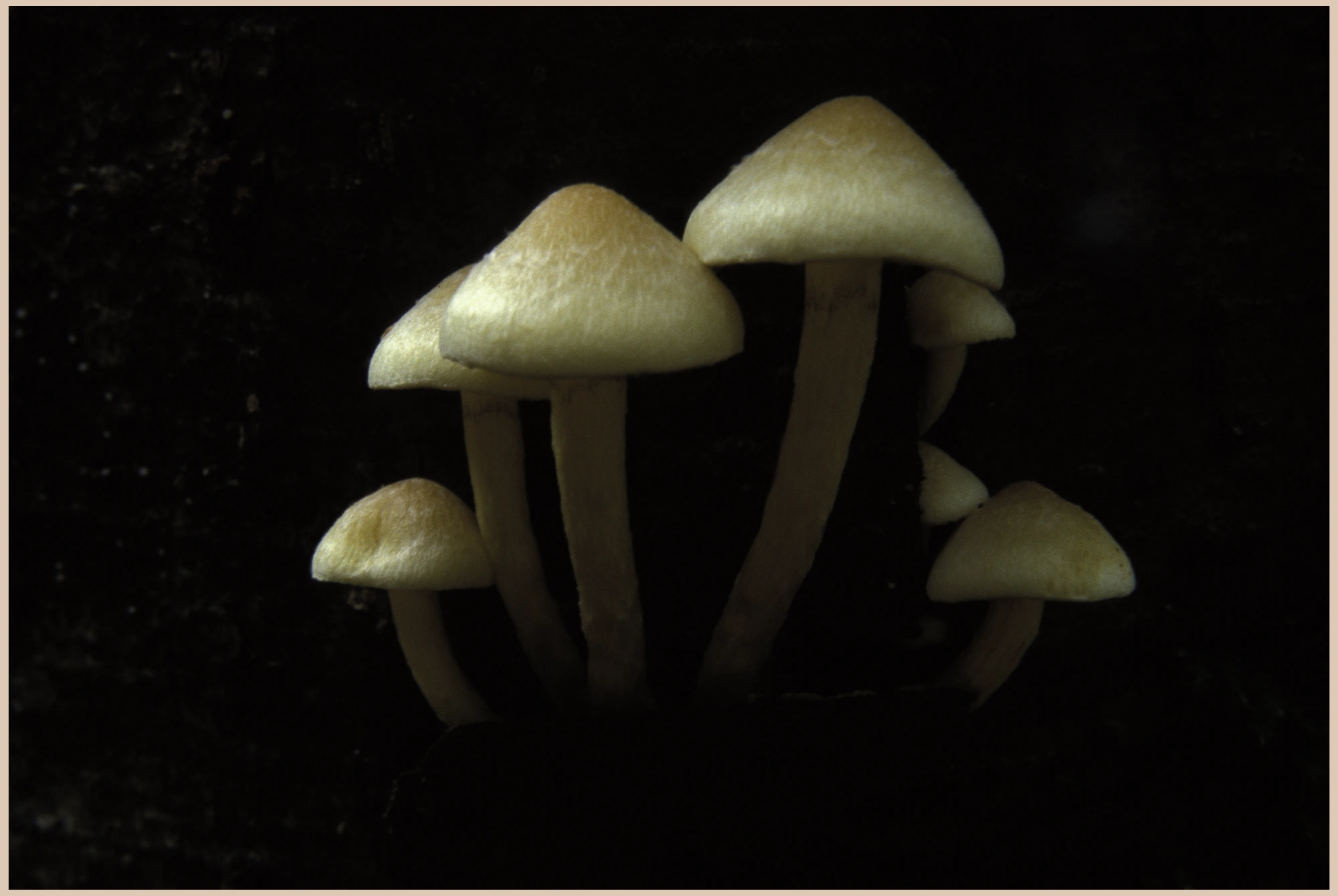 Mushroom 5ab