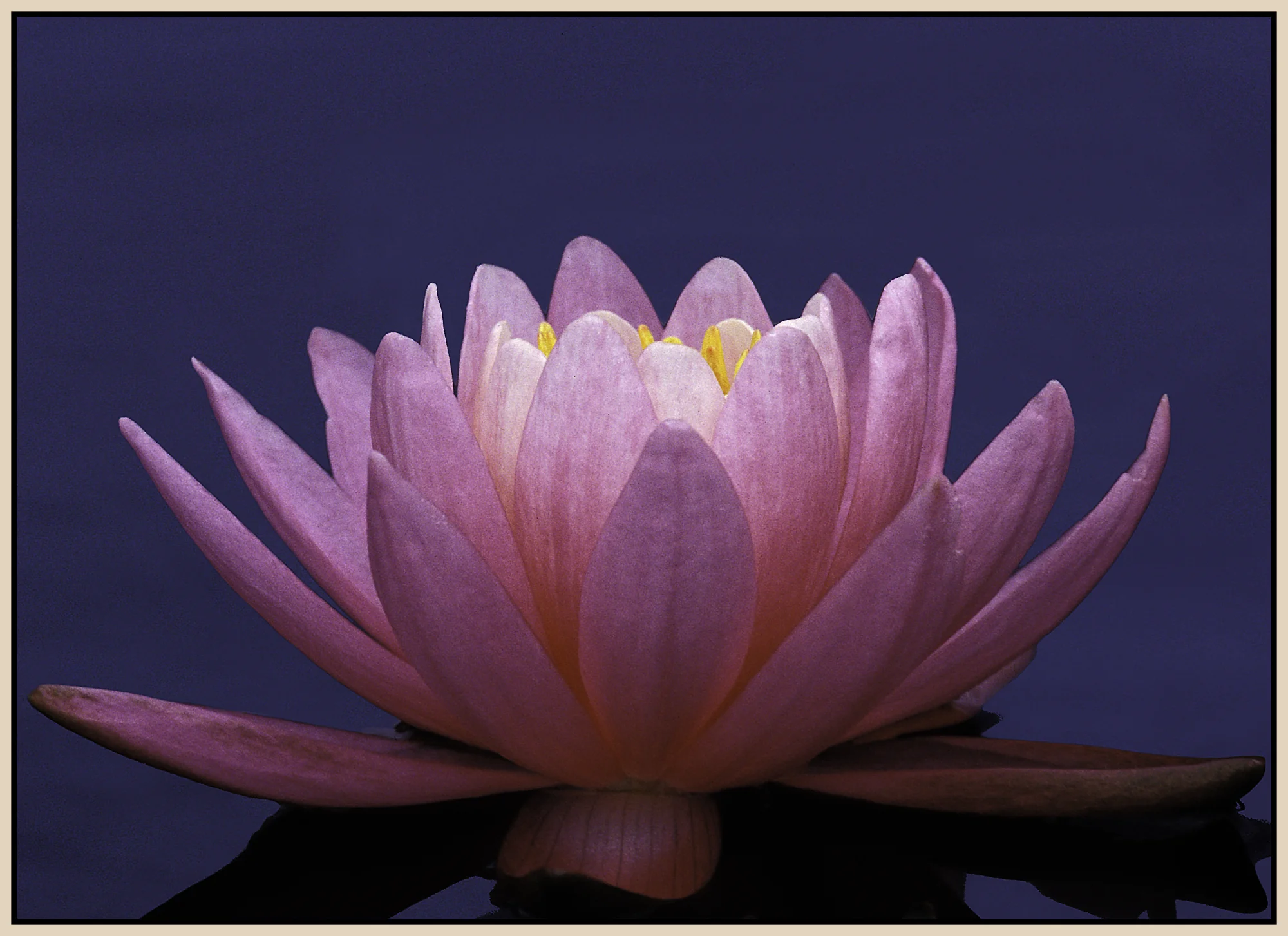 Waterlily-Pink-3crop1bc